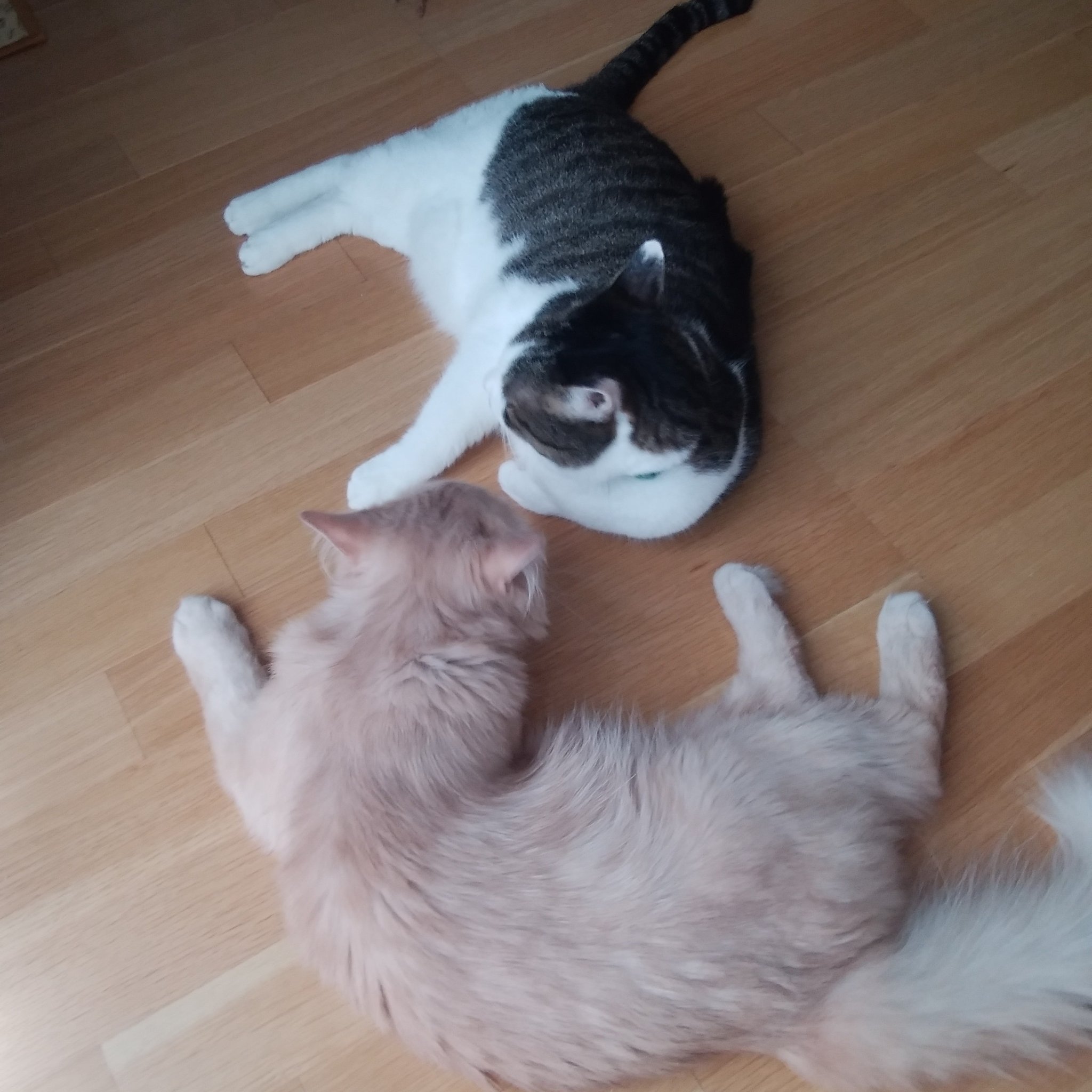 坪井宏之on Twitter Pyonpyonkichi 猫 二匹います T Co Ijioq9uhi2 Twitter 坪井宏之on Twitter Pyonpyonkichi 猫 二匹います T Co Ijioq9uhi2 Twitter