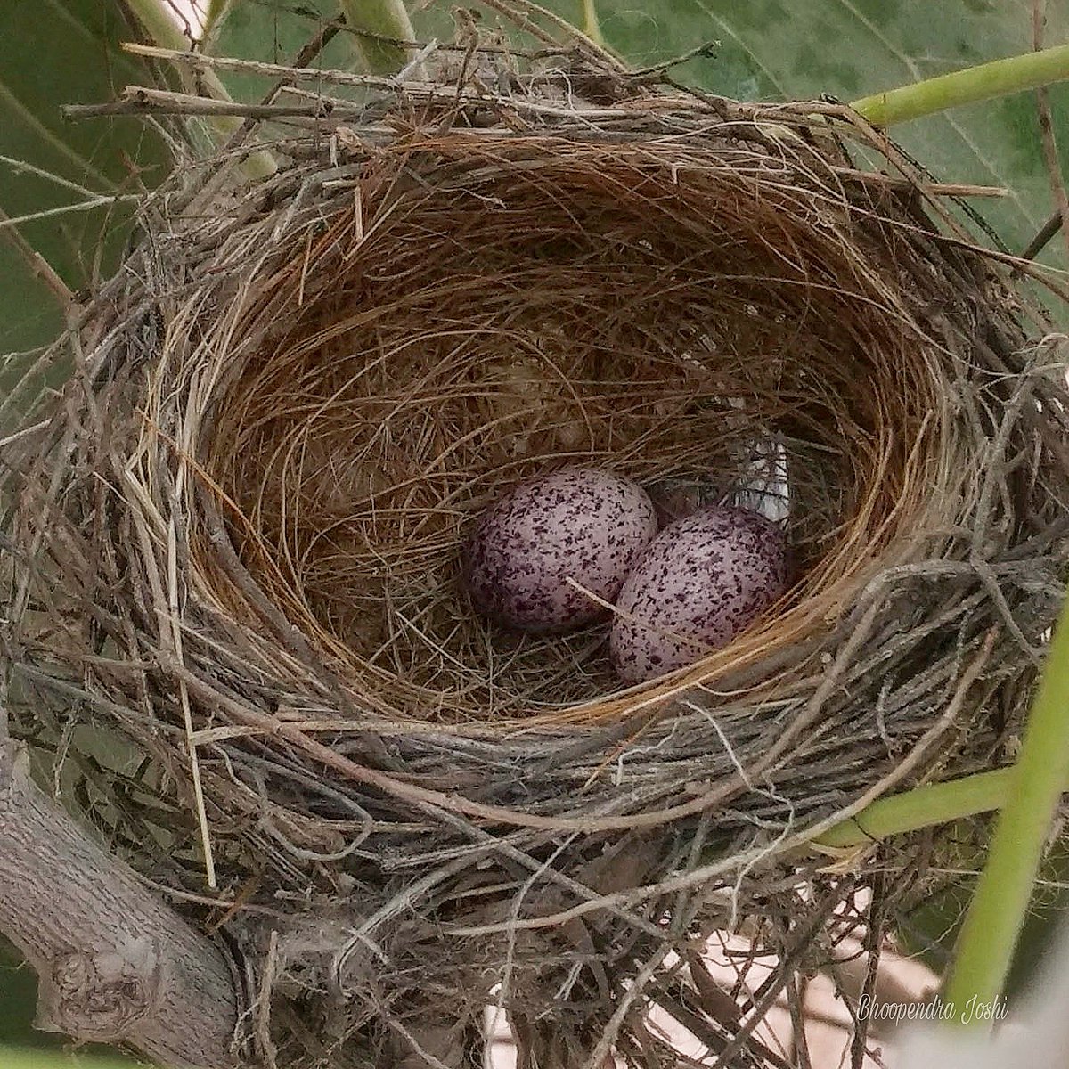 BhoopendraJosh4's tweet photo. Eggs of white eared bulbul https://t.co/pbK38c5EzF