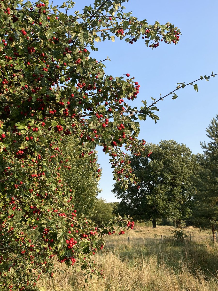 NicklasJansson3's tweet photo. The thorny bushes are producing a lot of winter food for the birds and other animals this year. The hawthorns and the rose hips are shining red. https://t.co/gVYN8fUP4T