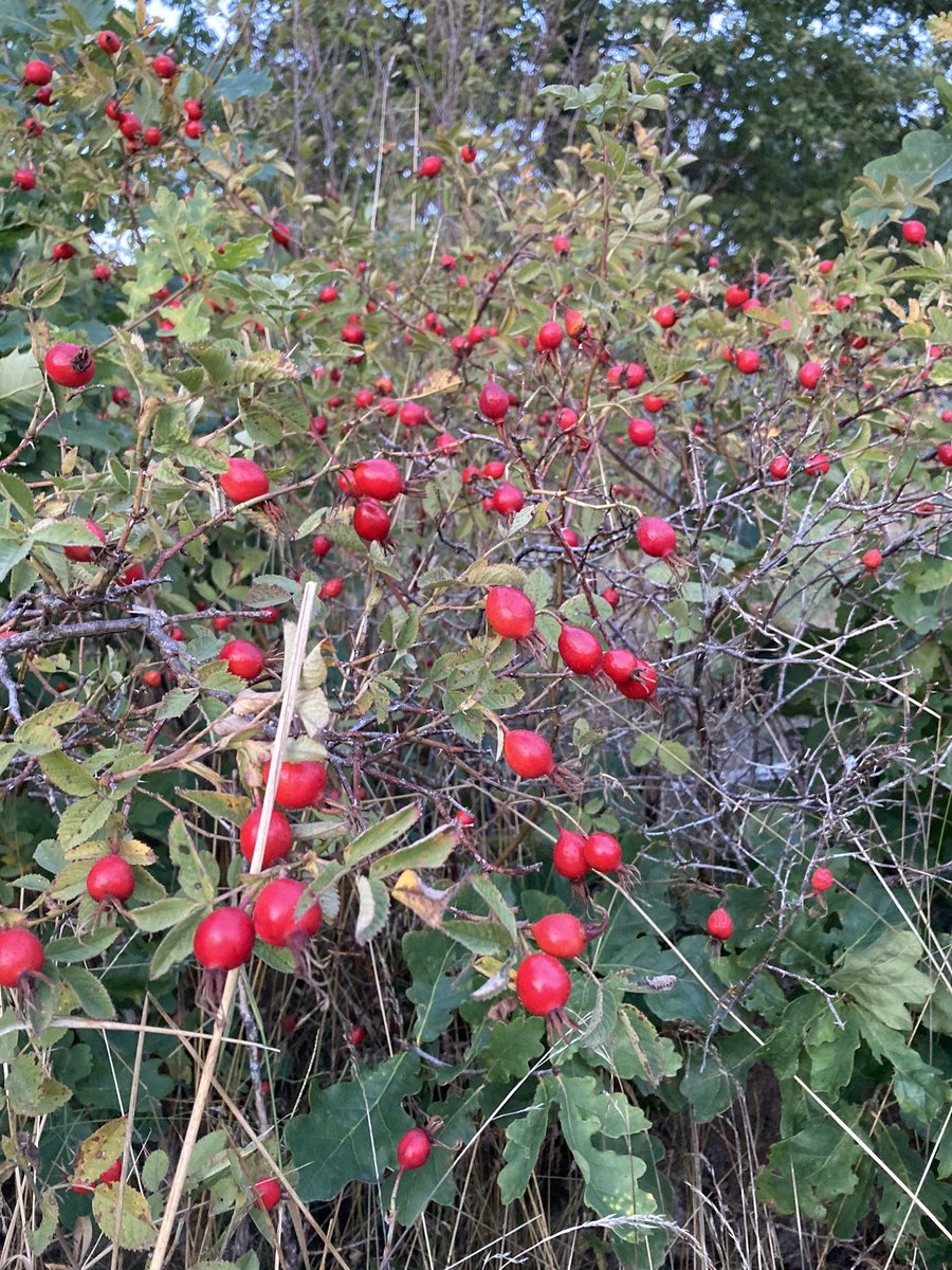 NicklasJansson3's tweet photo. The thorny bushes are producing a lot of winter food for the birds and other animals this year. The hawthorns and the rose hips are shining red. https://t.co/gVYN8fUP4T