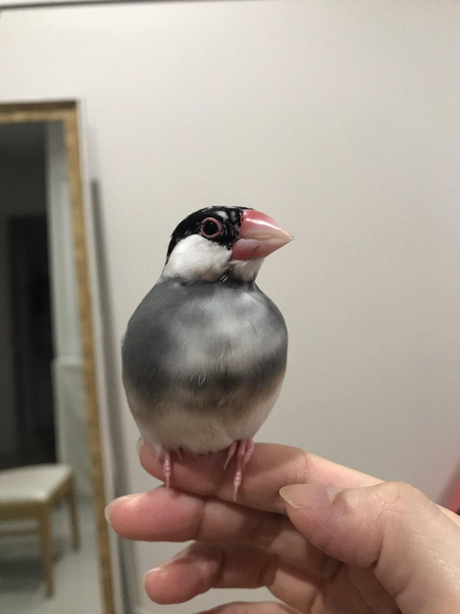 BunchoBotan's tweet photo. つやつや💕
#文鳥　#buncho https://t.co/D4hBZ516GT