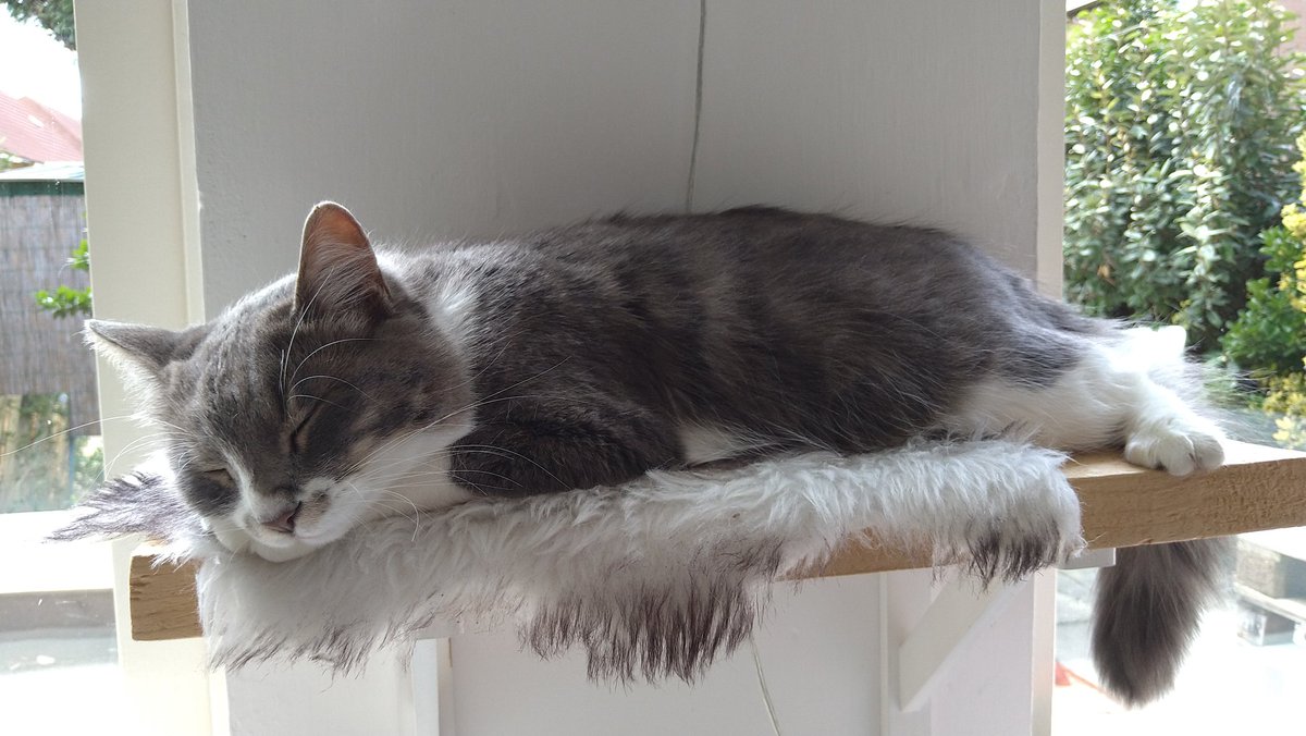 lilanietje's tweet photo. Lieve tweeps, ik ben Suus kwijt. Ik vreselijk ongerust, dit is niets voor Suus. Willen jullie deze RT?

https://t.co/mE1a1NBTvc https://t.co/fzjSgfIbn7