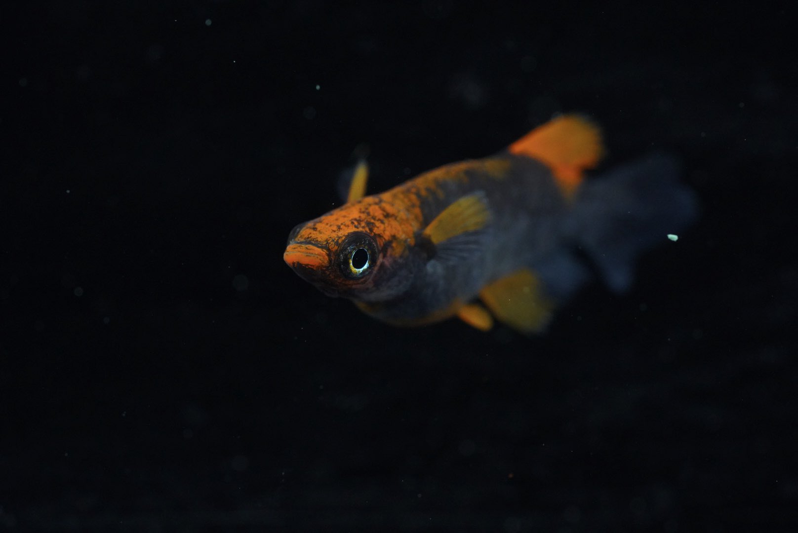 花小屋 五式typer光体型 めだか メダカ 五式typer光体型