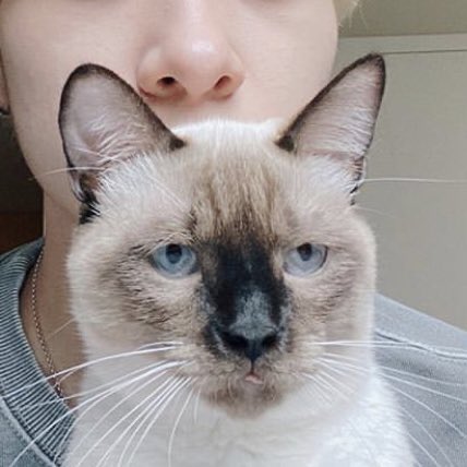 แมวอะไรว่ะ จากวัยเด็กแล้วข้ามไปวัยลุงใกล้เกษียณเลย 5555555555555555555555