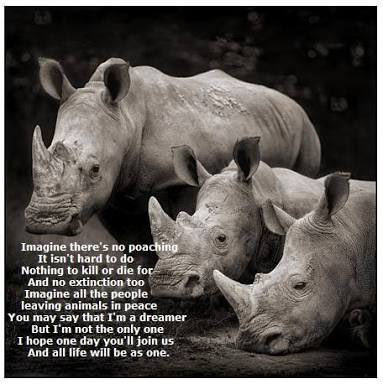 Imagine... No Wildlife Poaching !! 👇🏿👇
#BanPoaching !!