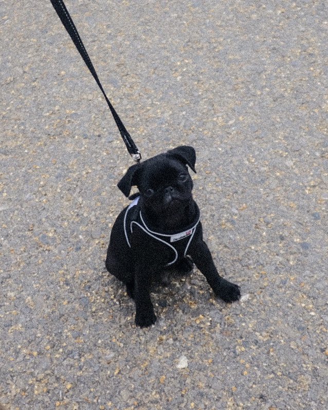 OurBoyBernard's tweet photo. Walkies ๐ถ
#pugsdaily #pugglesofinstagram #pugsofinstagram #pugsarethebest #pughug #cutepugsonly #pugsoftheday #pugpuppy #pugface #bermondseystreet #puglife #cutepug #pugaddict #puglover #pugboy #pugpup #pugscorner #pugpuppies #pugstyle #dailypug #puglife๐พ #pugsnotdrugs https://t.co/whKxMFOKZo