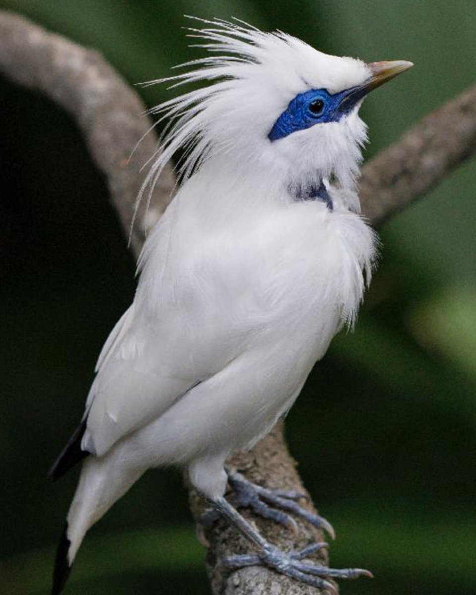 TheAnimalFacts1's tweet photo. The beautiful Bali myna is a critically endangered bird from Asia.
Learn more about them here - https://t.co/TSBIXH5ti9
๐ทUnder license
#beautiful #cute #bird #balimyna #bali #asia #asiananimals #balistarling https://t.co/AzuhCawyfi