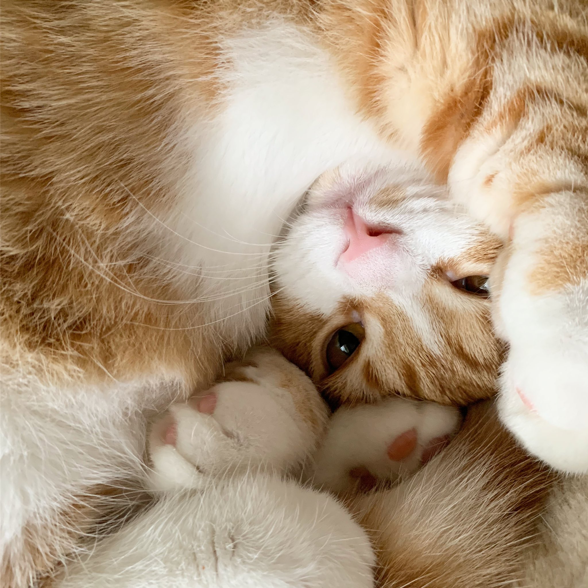 髙田 裕子 8 2 8 7 日洋展 九州会場 このポーズにきゅん Scotishfold 立ち耳スコティッシュフォールド マンチカンとスコティッシュフォールド マンチカン短足 まんちかん 子猫 マンチカン子猫 新しい家族 まんちかんにゃんすたぐらむ Cutecat