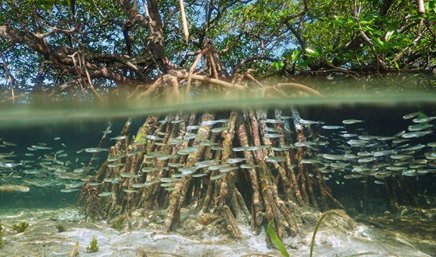 tveitdal's tweet photo. Climate Change May Wipe Out Large Mangrove Forests, New Research Suggests
https://t.co/mOVUlWFrgW
Mangroves help protect coastal areas from flooding and sequester more carbon than tropical forests. But new studies suggest they may be wiped out by the rise of sea levels. https://t.co/eHmsiRksK3