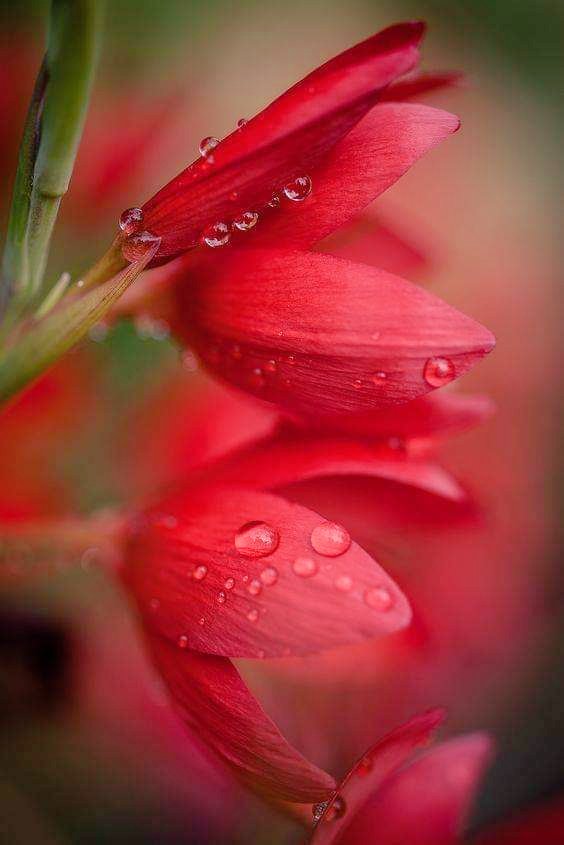 ❦  Happy Saturday ❦  •❁❀❁•ღ.✻´`✻.ღ•❁❀❁•