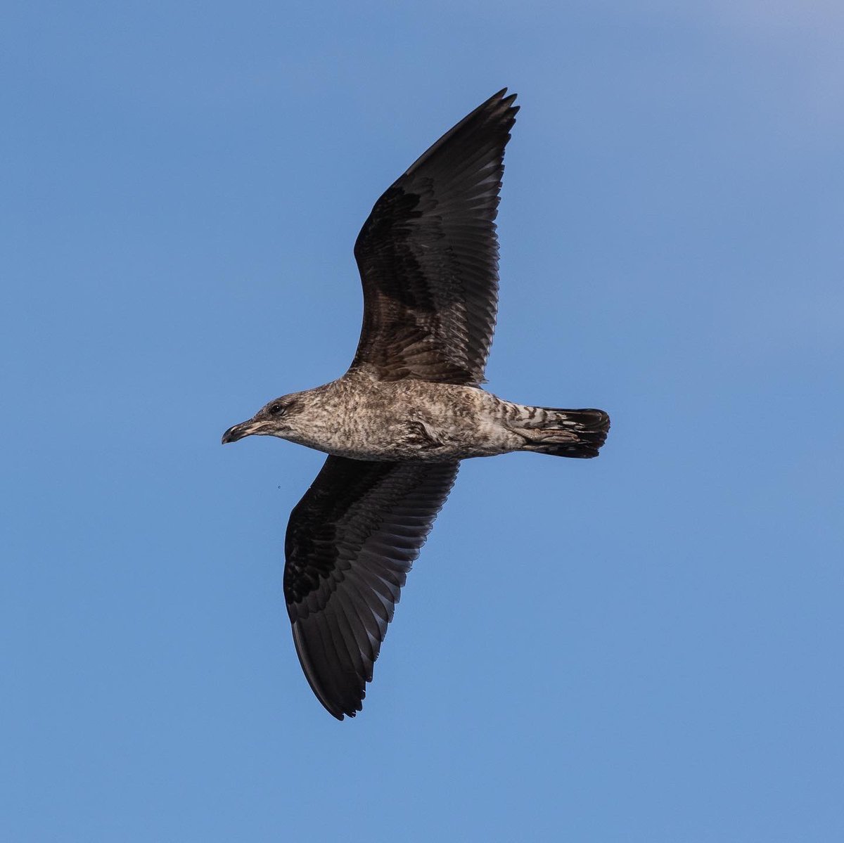 grenow's tweet photo. Long lens, big birds #CanonEOSR6 #canonrf600 https://t.co/RAoQuzJjgJ