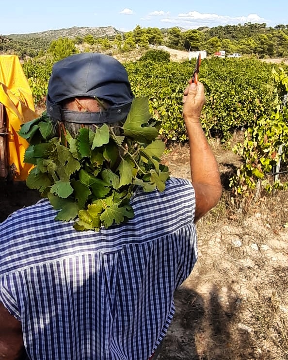 CellerFrisach's tweet photo. Baco, Dionisio,Hathor i Rosendo! A falta de barret bones son pampes! #CosesdelVermà #esllomada2020 #CorBeraDEbre #LoViDeCorBerA #SolSulet #SòLsViuS #VinSViuS #OrgaNicFarminG #OrgaNicSurViVors #LoViFaSang #Vernatxa https://t.co/WmKupGzw3e