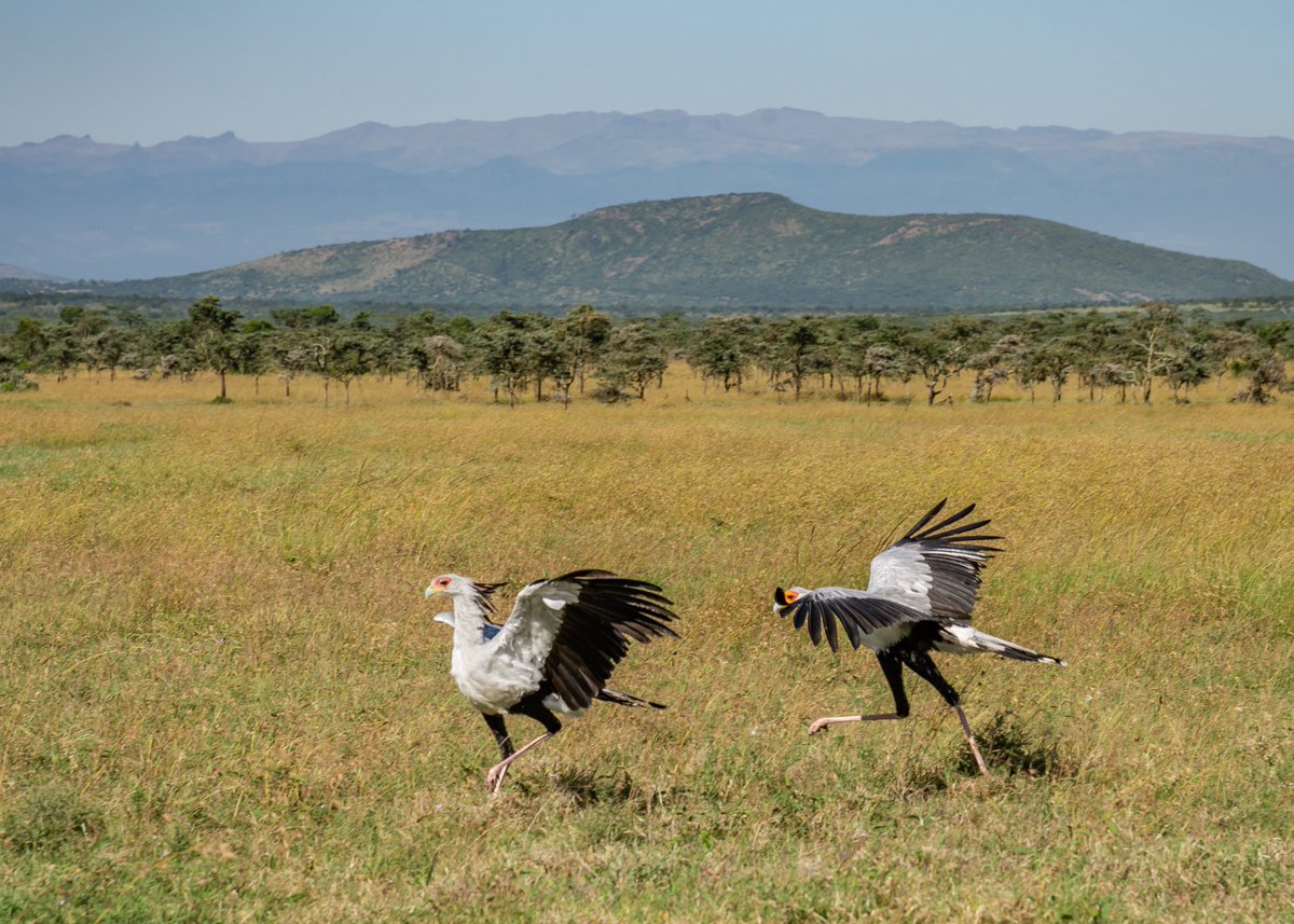 Ol Pejeta tweet media