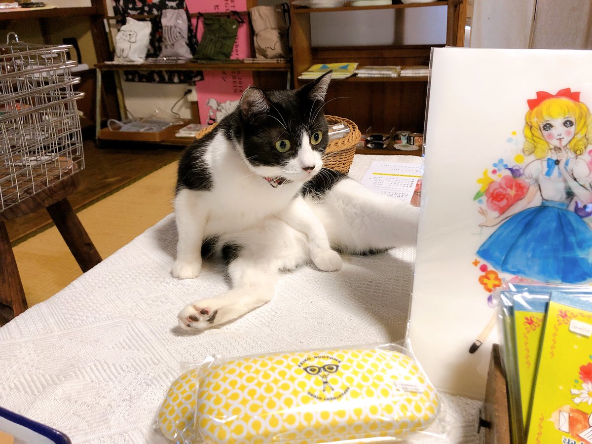 O Xrhsths Rccラジオカー Sto Twitter 広島市南区宇品御幸 ひそかな雑貨屋 うみねこ社 ではオリジナル雑貨や古本 おいしいお菓子を販売しています なかでも雑貨はユニークなコケシや可愛いポチ袋など種類もたくさん 人懐っこい猫ちゃんたちも出迎えてくれ