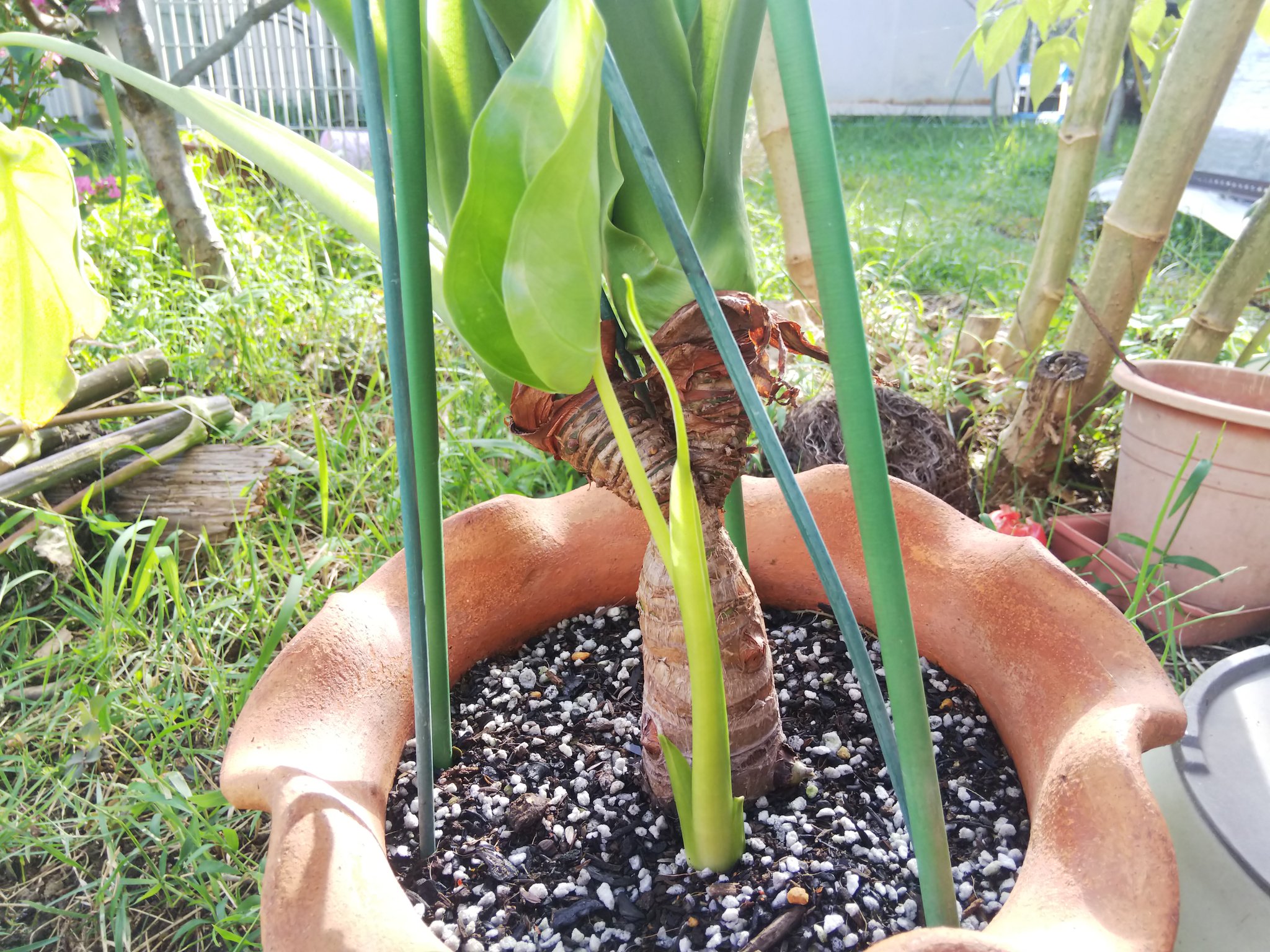 ペットの奴隷 買ってきて2年目の 100均の観葉植物たち シマクワズイモはついに子株が出てきた ガジュマル も猛暑が去ったらまた気根がにょろにょろ 嬉しいけどちょっときもちわるい 笑 キャンドゥ 観葉植物 T Co Deezfikx7d Twitter