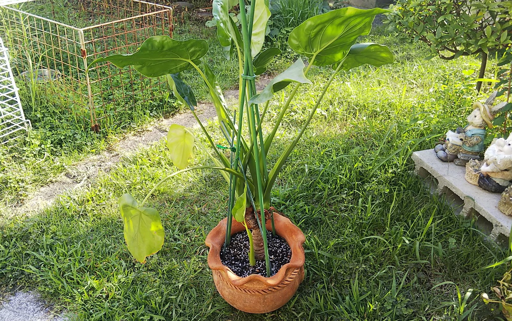 ペットの奴隷 買ってきて2年目の 100均の観葉植物たち シマクワズイモはついに子株が出てきた ガジュマル も猛暑が去ったらまた気根がにょろにょろ 嬉しいけどちょっときもちわるい 笑 キャンドゥ 観葉植物 T Co Deezfikx7d Twitter