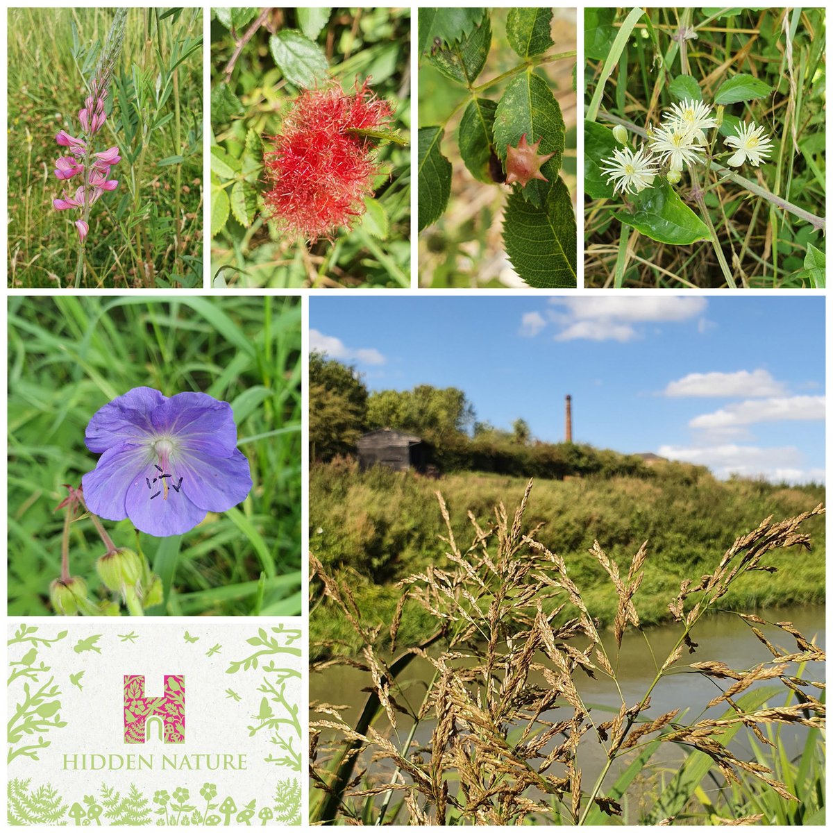 Weather or not to walk? We've been out & about this summer and look forward to seeing what Autumn brings to the Pewsey Vale. Please note : at present there is no access to our site from the canal. See visitor information croftonbeamengines.org
#HODs #HiddenNature #WildFlowerHour