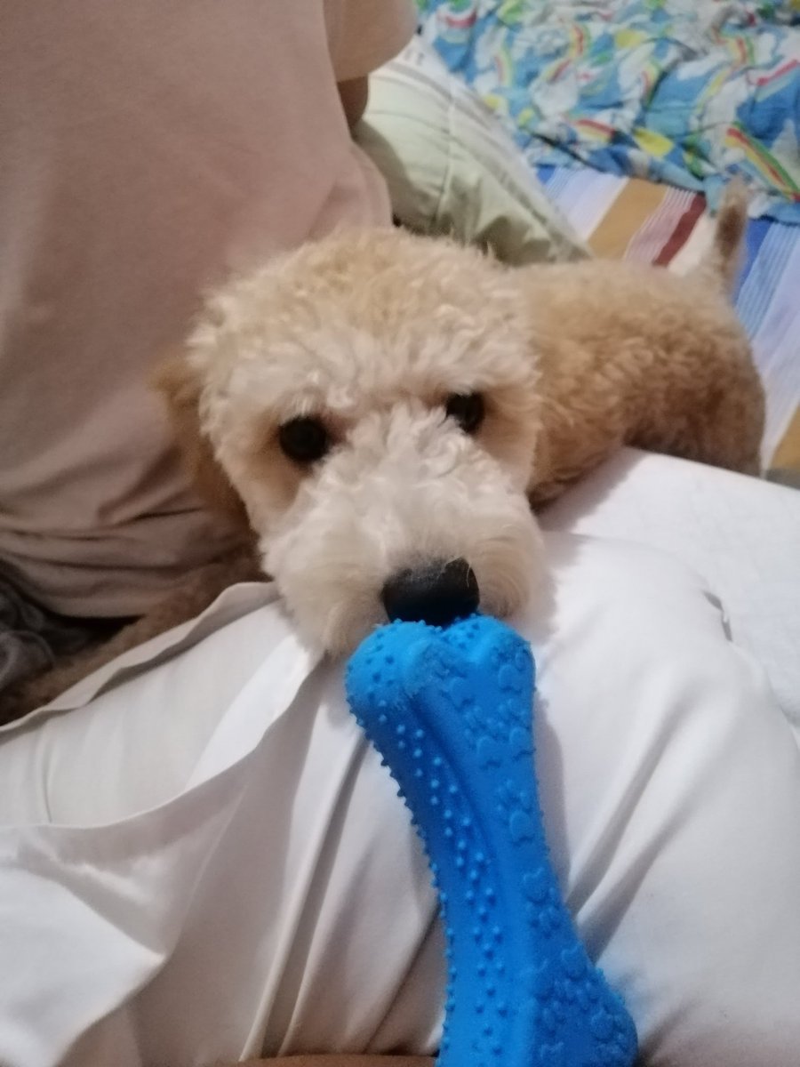nathew101's tweet photo. @leeeeeangel Sparky is disappointed https://t.co/pMGzD2Wxqu