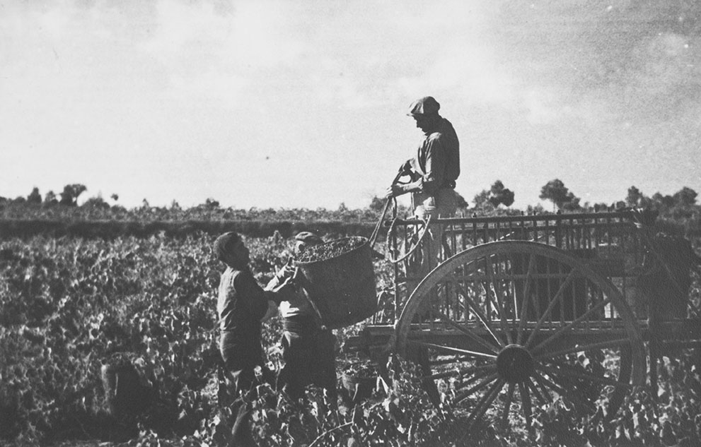 CavesBohigas's tweet photo. 🍇Dies de verema a Can Macià, als anys 50.🍇
.
.
. 
🍇 Días de vendímia en Can Macià, en los años 50.🍇

#cavesbohigas #bohigas #canmacia #historia #odena #concaodena #anoia #celler #bodega #verema #vendimia #raim #uva #vinya #viña https://t.co/IQ6lFYTtvl