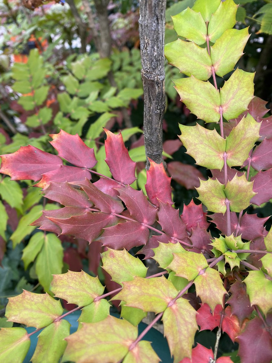 yasmine_oozeear's tweet photo. #Fall 🍂is in the air !

#SeptemberColours
...🍃🍁🍂... https://t.co/waGa8wccoI