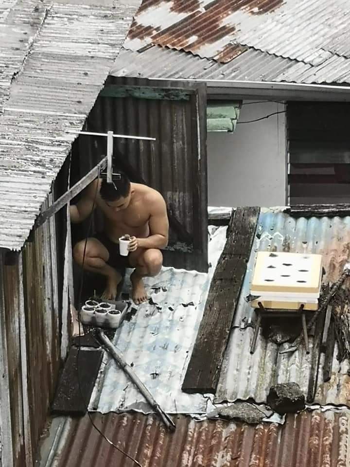 Johnmedina09's tweet photo. Plantito spotted 😂

Tamang bilad lang sa bubong ng mga halaman 😂😂😂. https://t.co/SPRBq0S8ZW