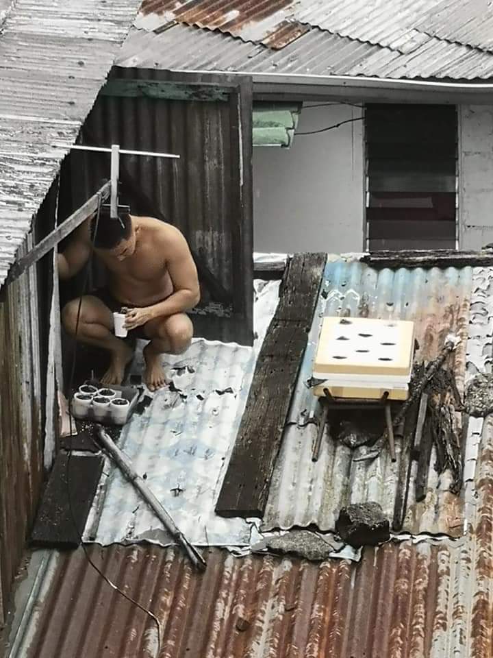 Johnmedina09's tweet photo. Plantito spotted 😂

Tamang bilad lang sa bubong ng mga halaman 😂😂😂. https://t.co/SPRBq0S8ZW