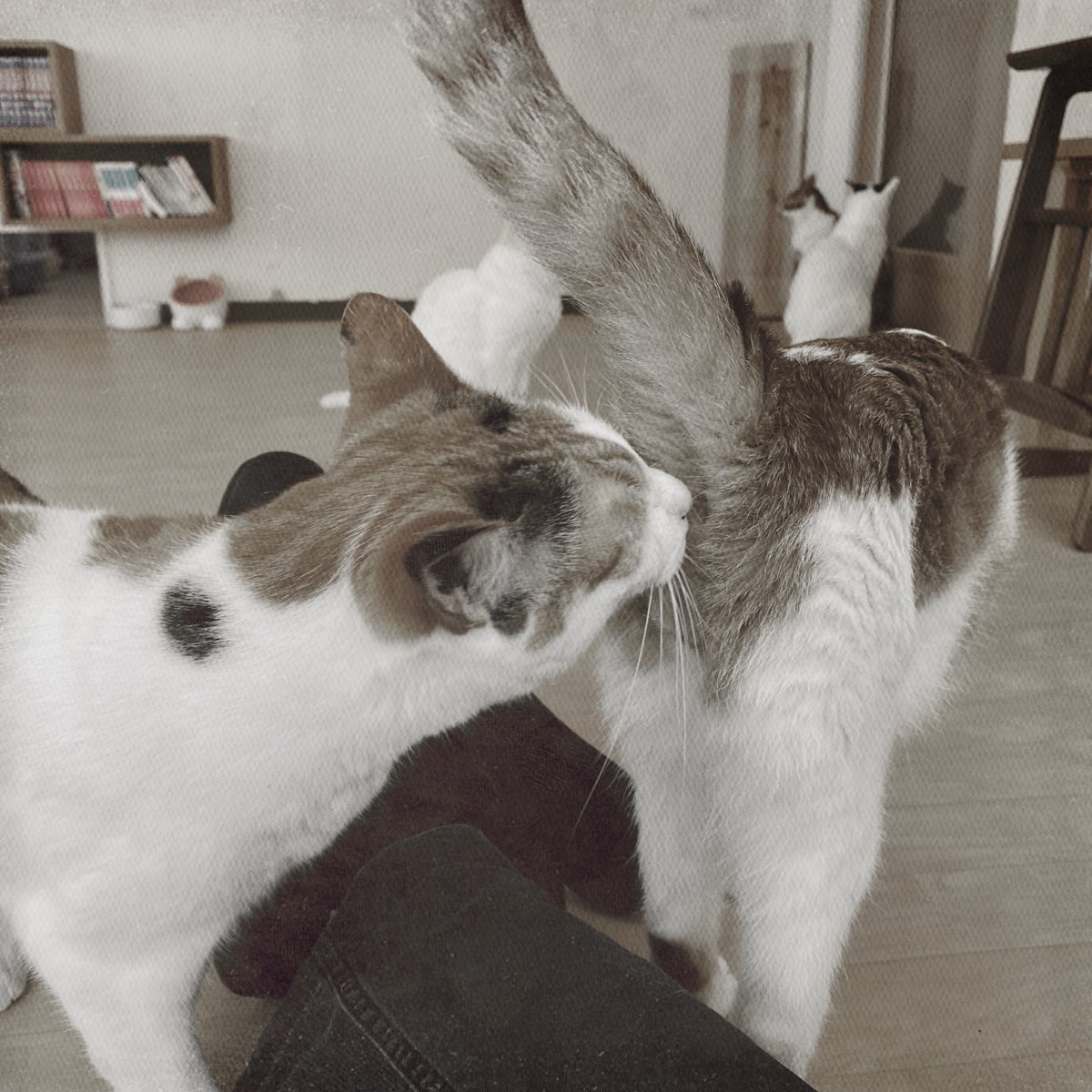obi_wan_eclipse's tweet photo. A careful check. #猫式 #cat #ShotoniPhone #RayMarkII #ATypePlate  #Hipstamatic https://t.co/ZRDrKGwrEM