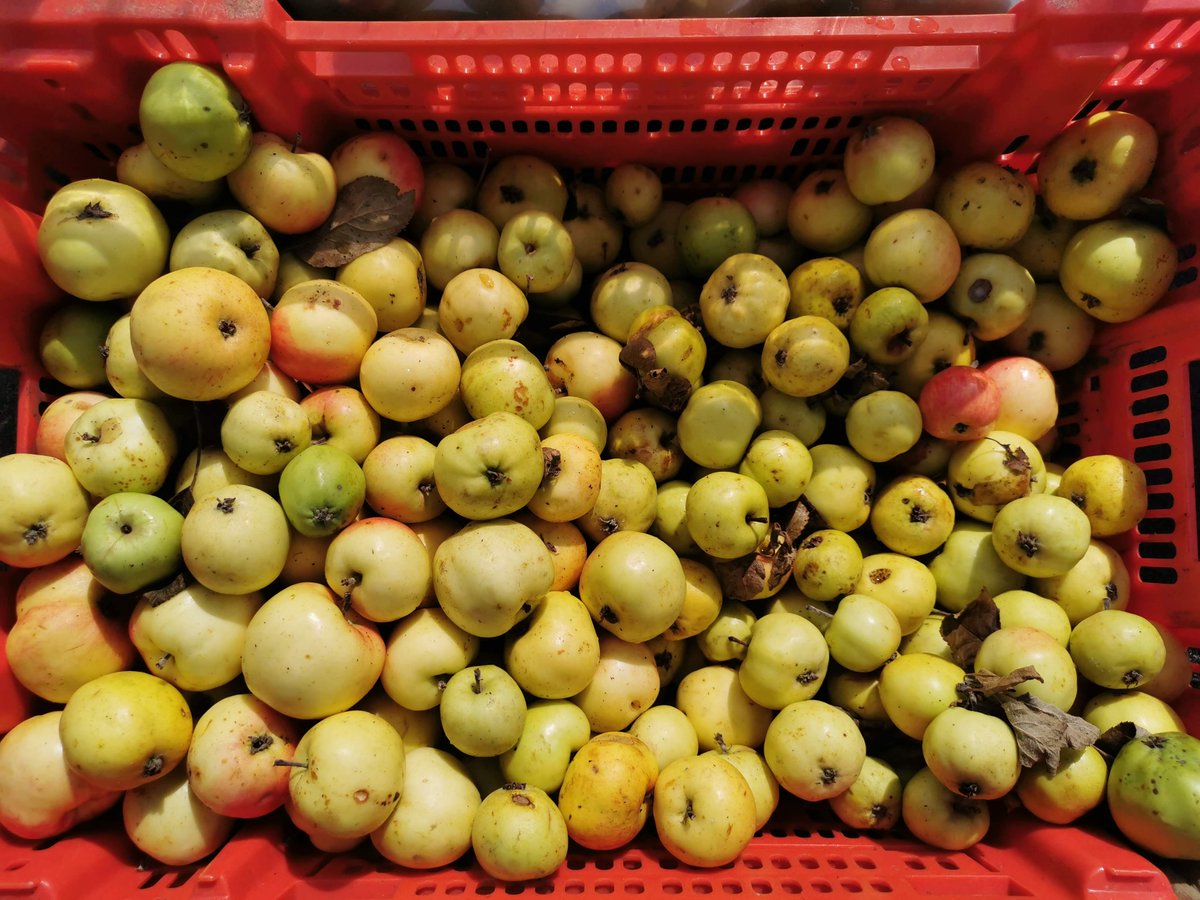 Please take the time to check out what the Treehouse team gets up to when we are closed. 
We have been pressing apples, it was lovely. 
read about it here: 

tcth.co.uk/blogs/news/app…