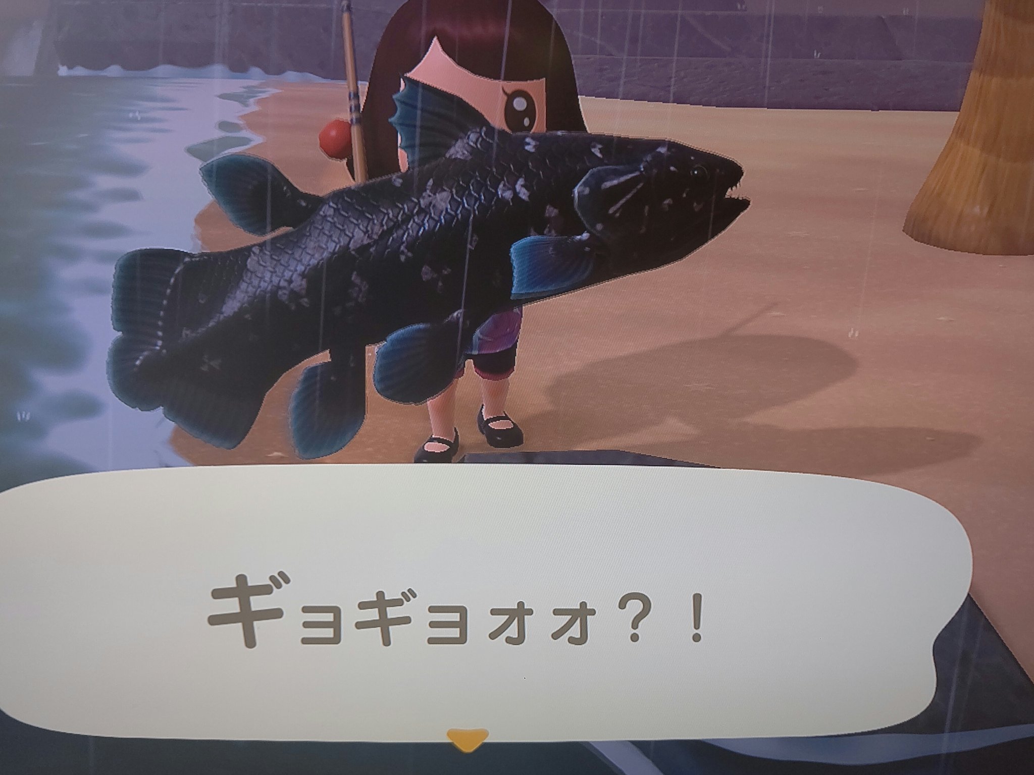 森さっちゃん Adhd不注意優勢型 あつ森 離島 での 本日の 釣果 あつまれどうぶつの森 T Co Kmhdx9zyov Twitter
