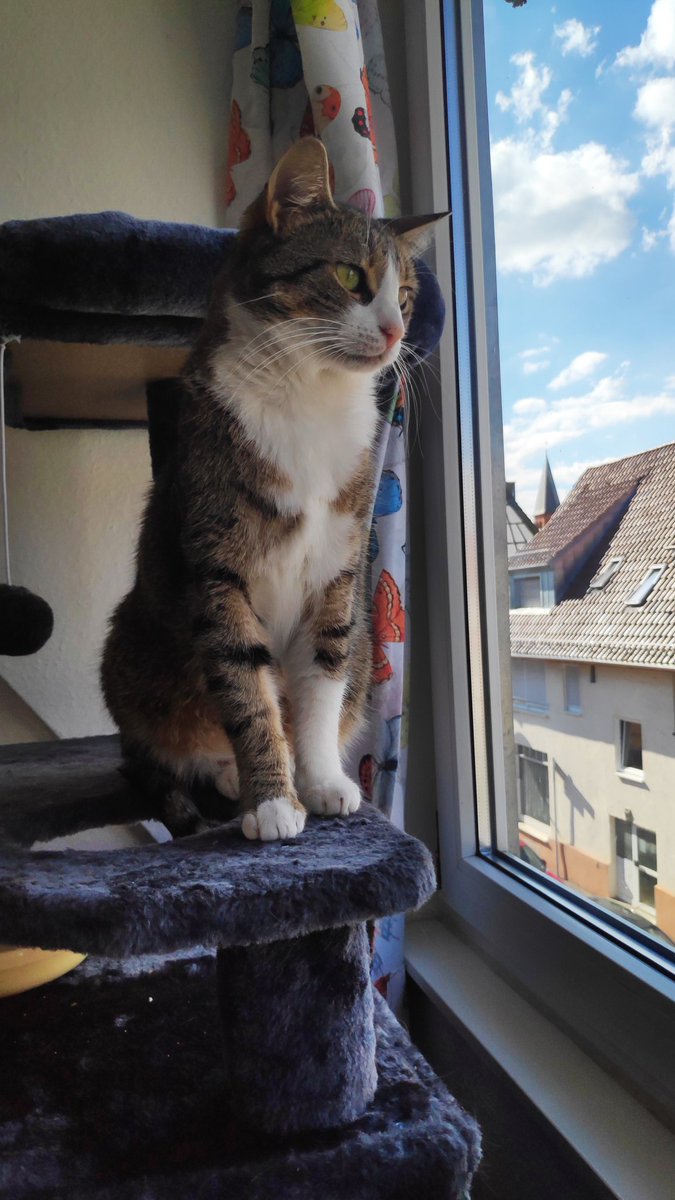 deymset's tweet photo. Guten Morgen Twitter 🐈 https://t.co/xtLmXUIMvK