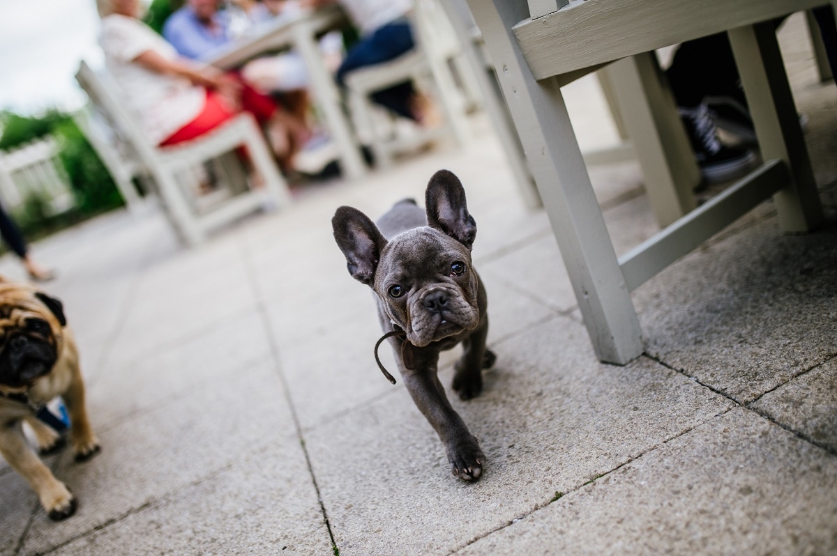 Strolling into the weekend like...

Ready to explore with our four-legged friends! They're all allowed!

See you soon...