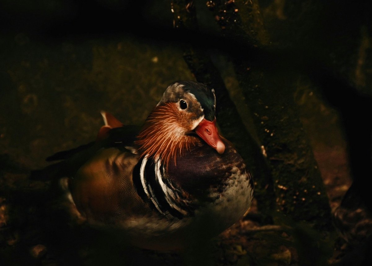 naturetalksback's tweet photo. Often called the most beautiful of fowl, the Mandarin Duck (Aix galericulata) is a water bird native to various parts of East Asia where it is prized for its extravagant plumage. In many parts of its range, they are believed to mate for life, and are seen as symbols of love. https://t.co/9ErOde0hPt