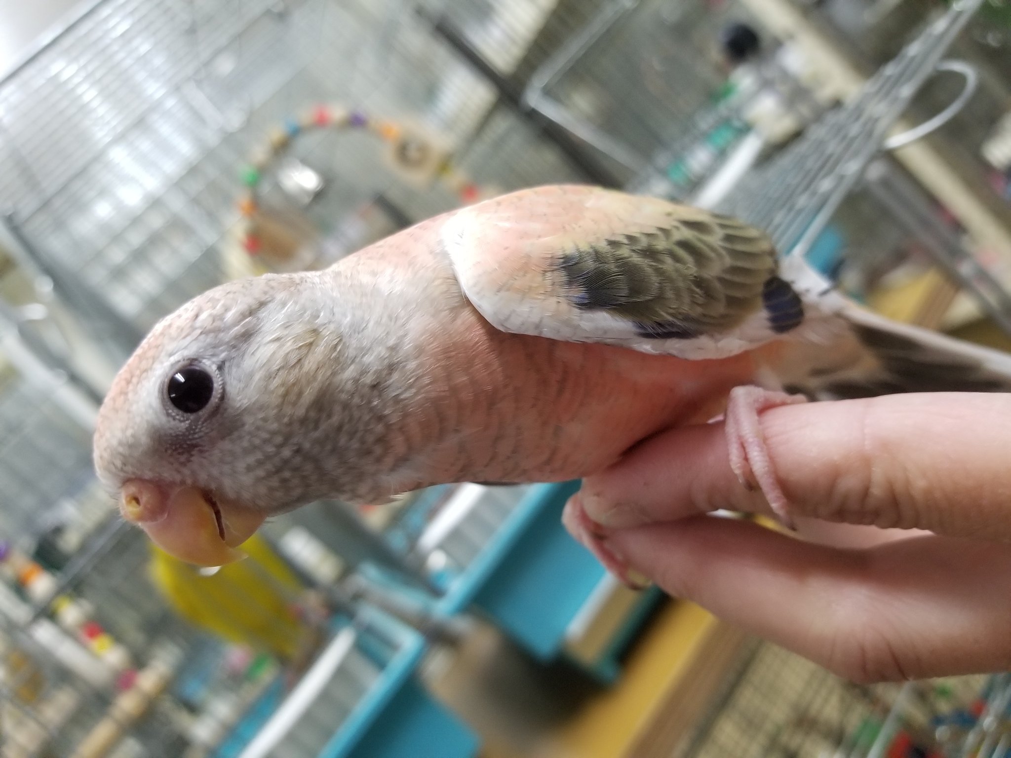 こんぱまる大阪店 ちょっと緊張気味 さわり心地が気持ちいいアキクサさん アキクサインコ インコ ピンクファロー T Co Dyuuknlod4 Twitter