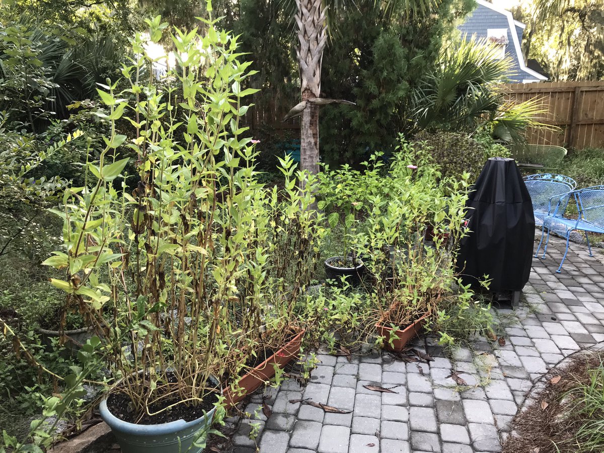 I can’t think of the hell to come, with Orangeys destroying our BEAUTIFUL cities. So I’m focusing on our seven-foot tall grown-from-seed zinnias.