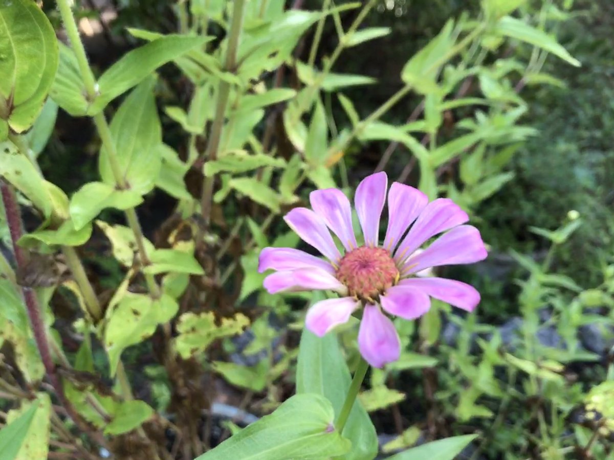 I can’t think of the hell to come, with Orangeys destroying our BEAUTIFUL cities. So I’m focusing on our seven-foot tall grown-from-seed zinnias.