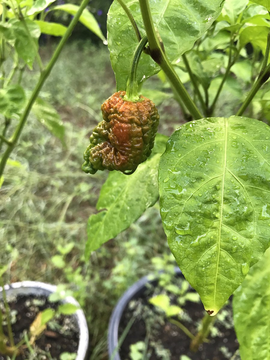 So I try to sway his decision by promising him the one plant he craves above all...the pepper of mass destruction, the slowly ripening Carolina Reapers.