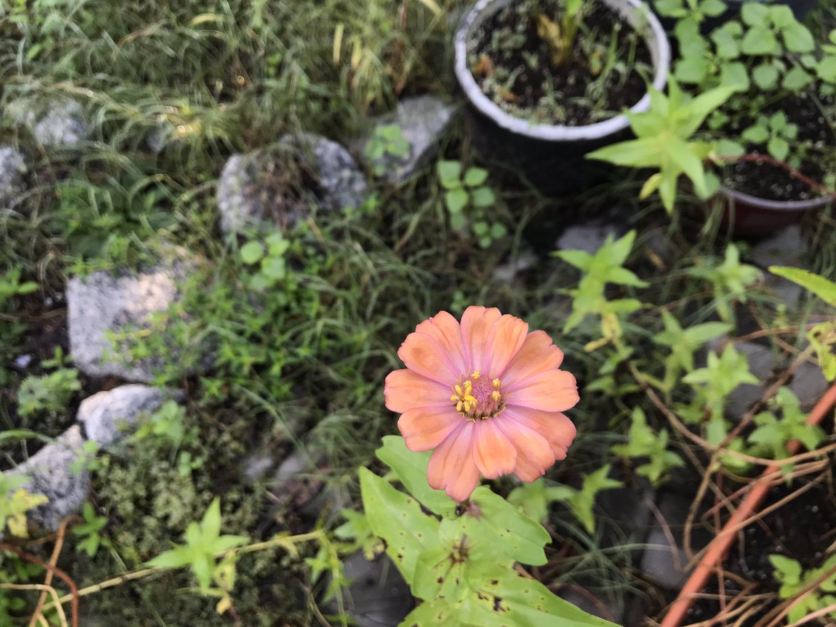 I can’t think of the hell to come, with Orangeys destroying our BEAUTIFUL cities. So I’m focusing on our seven-foot tall grown-from-seed zinnias.