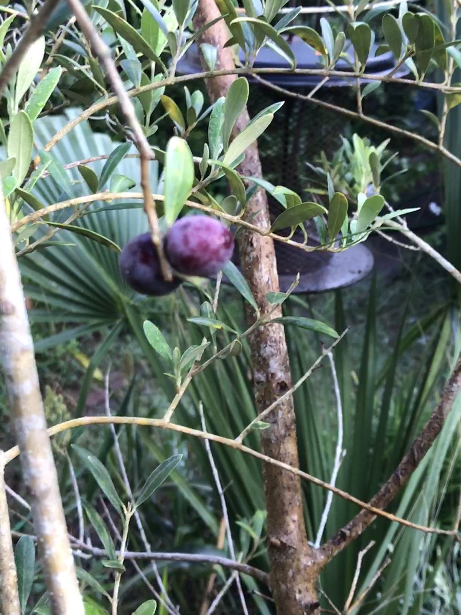 And our one stupid lemon that never turns yellow, god I hate this lemon tree. And the three olives from our olive tree. But the crepe myrtles are still blooming as are the gardenias. Focus on the beauty cuz when the orangeys take over OUR COUNTRY IS OVER