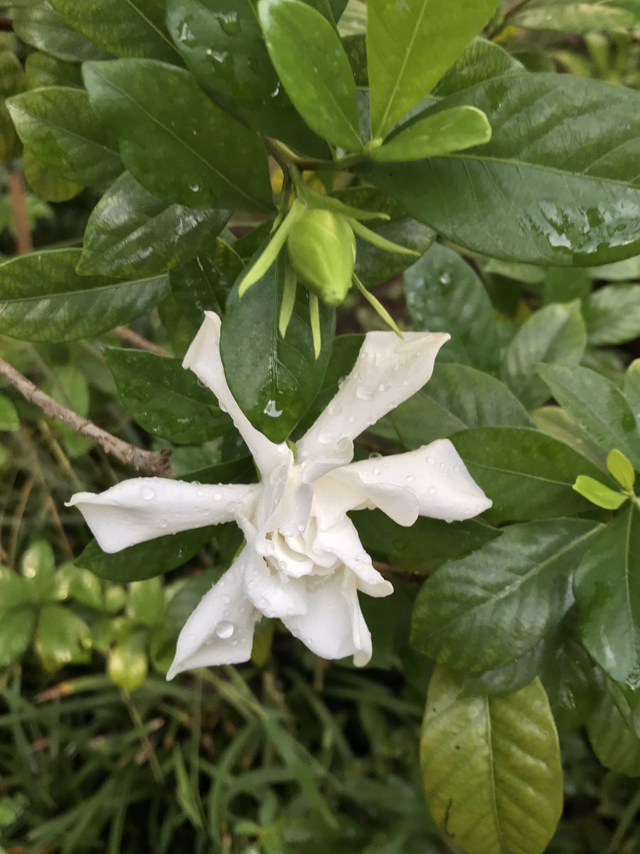 And our one stupid lemon that never turns yellow, god I hate this lemon tree. And the three olives from our olive tree. But the crepe myrtles are still blooming as are the gardenias. Focus on the beauty cuz when the orangeys take over OUR COUNTRY IS OVER