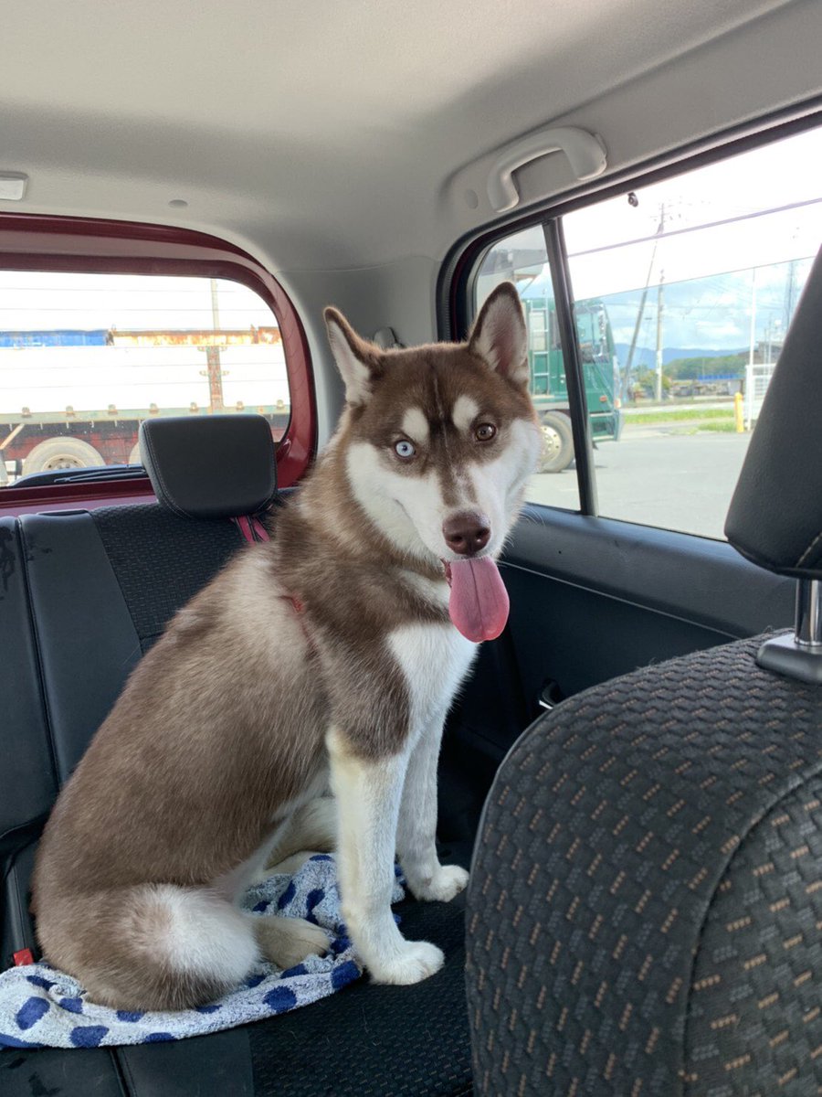 みくすけ ハスキー まふゆ𓂃𓃡ʾʾ ドッグラン 帰りのまふゆとかりんとう 暑かったからベロ出ちゃうね 笑 いつも遊んでくれるかりんとうに感謝 毎日夜散歩も一緒 人 ﾟ シベリアンハスキー 黒ラブ
