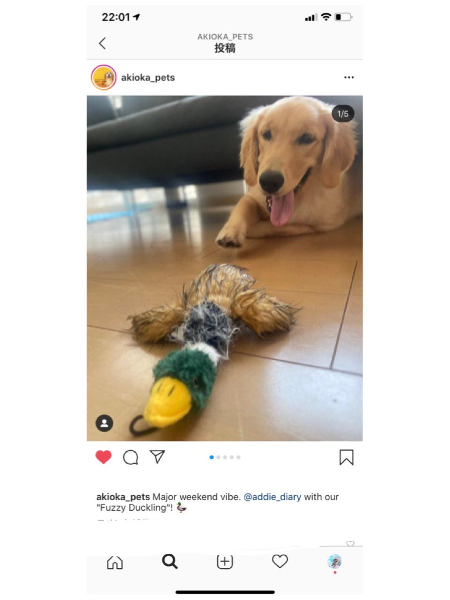 Addie___diary's tweet photo. (*´︶`*)♡Thanks!

#goldenretriever #goldenretriever #Gr #GoldenRetriber #Golden #puppy
#puppies #puppylove #puppydog
#dogsofttwitter #dog  #doglover #doglife #animal #cute #baby #Kyoto #Japan #stayhome #twitte https://t.co/KRbS7z2LgI