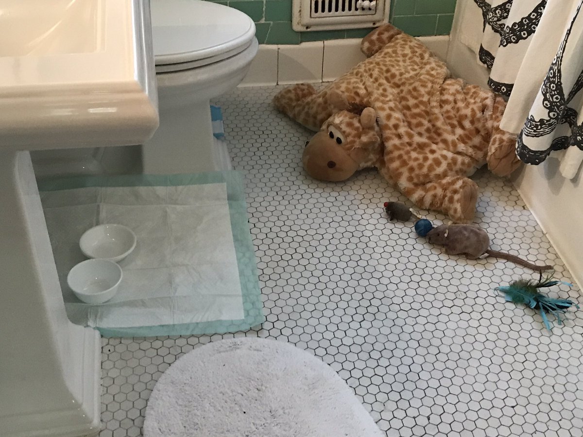 Ugh. Theresa has repurposed the KITMO detention facility, which housed the worlds most dangerous detainee, MeanCat, into the Ellis Island Immigration Center for Newly Arriving Orangeys. Expect anti-immigration protests later. The Baked Potato will counter-protest that protest ...