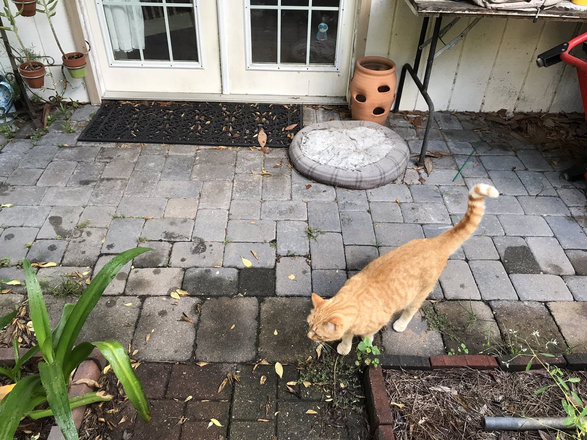 After a few days at the Ellis Island Immigration Center for Newly Arriving Orangeys, the controversial arrivals will then be transported to the ethnic Orangey conclave known as Hell’s Cottage. There, they will assimilate into whatever crime syndicate MeanCat has cooked up.