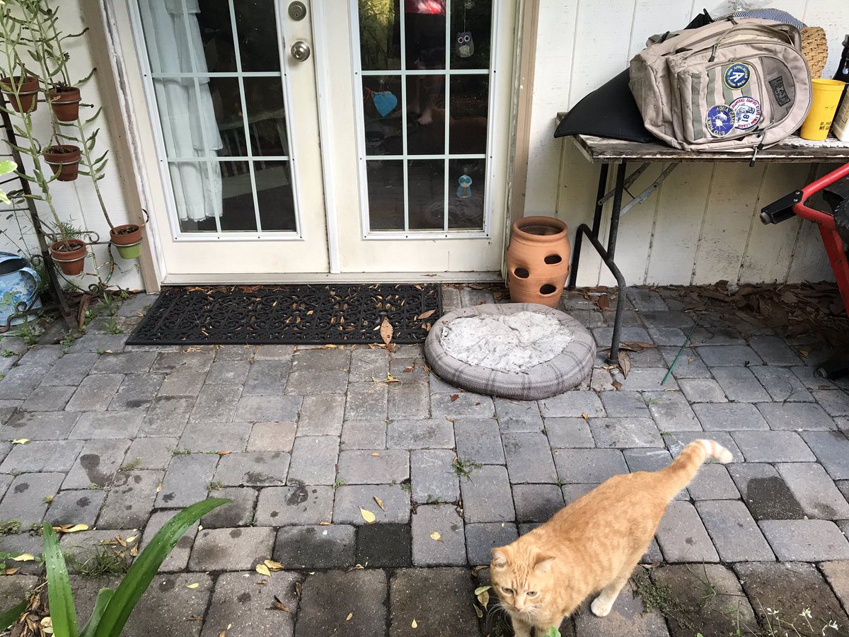 After a few days at the Ellis Island Immigration Center for Newly Arriving Orangeys, the controversial arrivals will then be transported to the ethnic Orangey conclave known as Hell’s Cottage. There, they will assimilate into whatever crime syndicate MeanCat has cooked up.