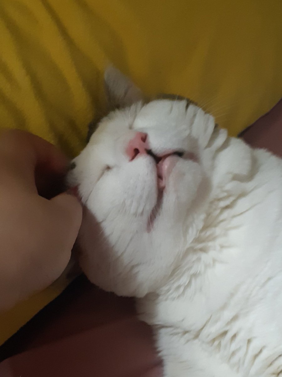 날이 추워지니까 침대에  자리잡은 노아