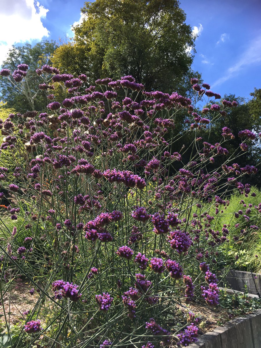 Elle est très fleurie en ce début septembre 2020...