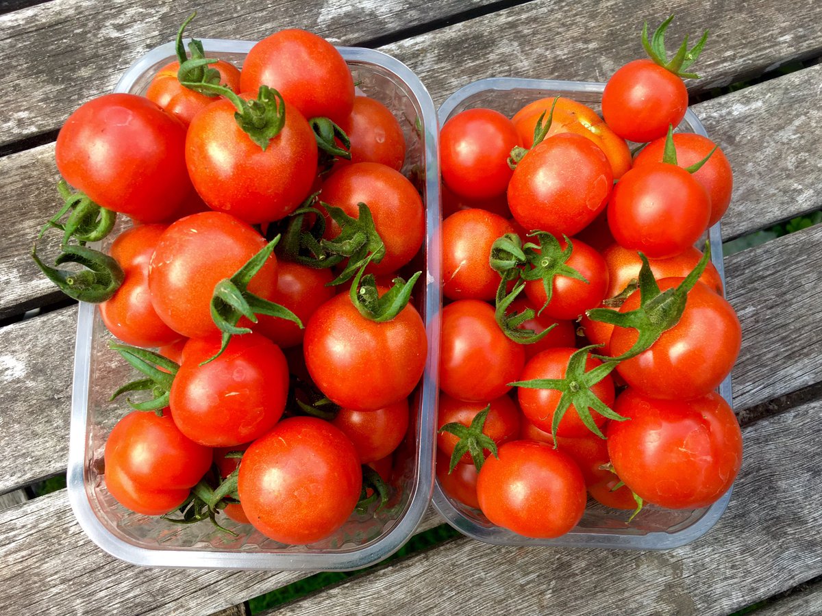 Been out of London for a few days and the garden has gone WILD. Amazing how much everything has grown in under a week - these aren't even all the tomatoes I've just picked. Looks like gazpacho for dinner tonight then. 