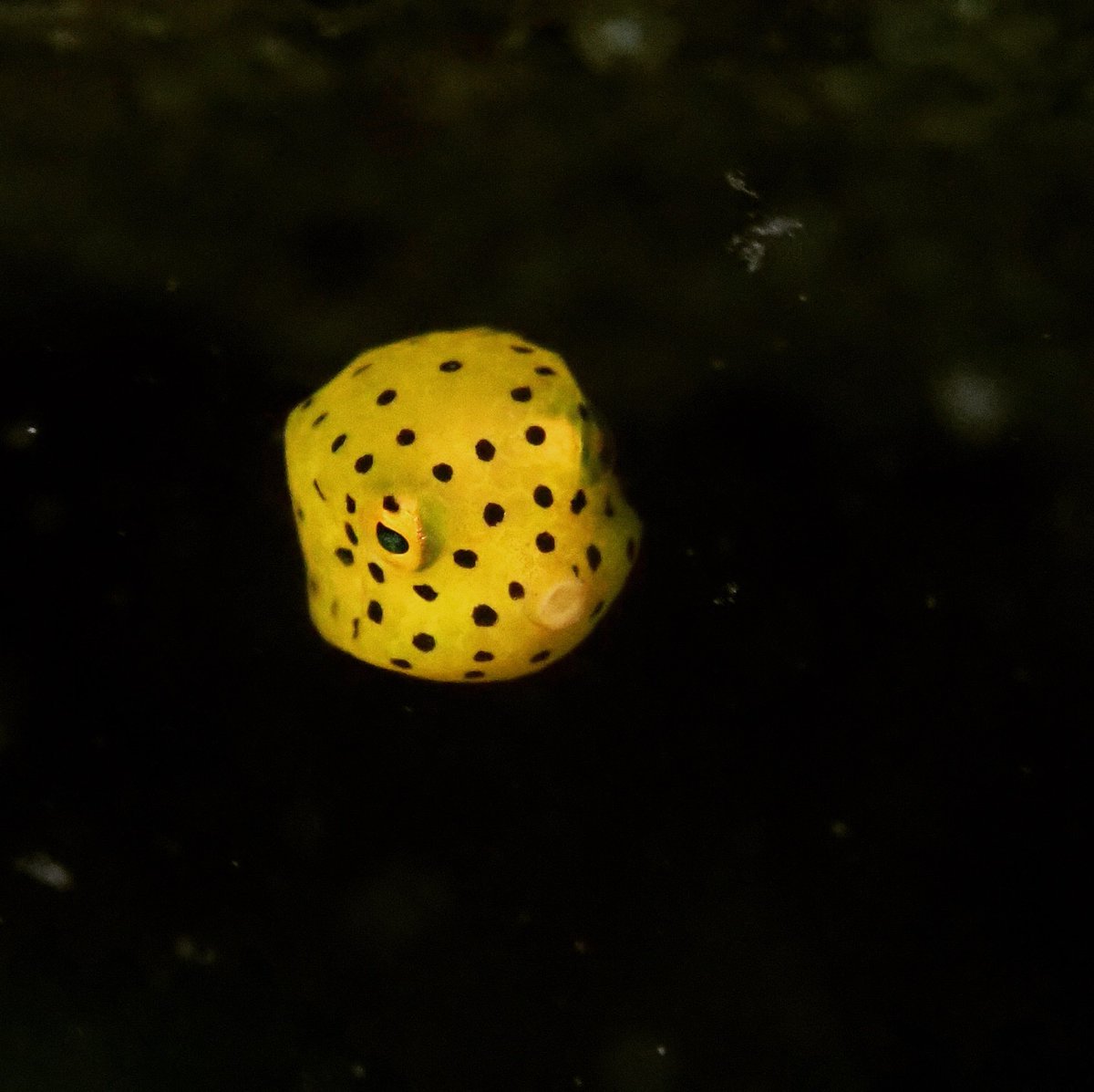 ハコフグの幼魚