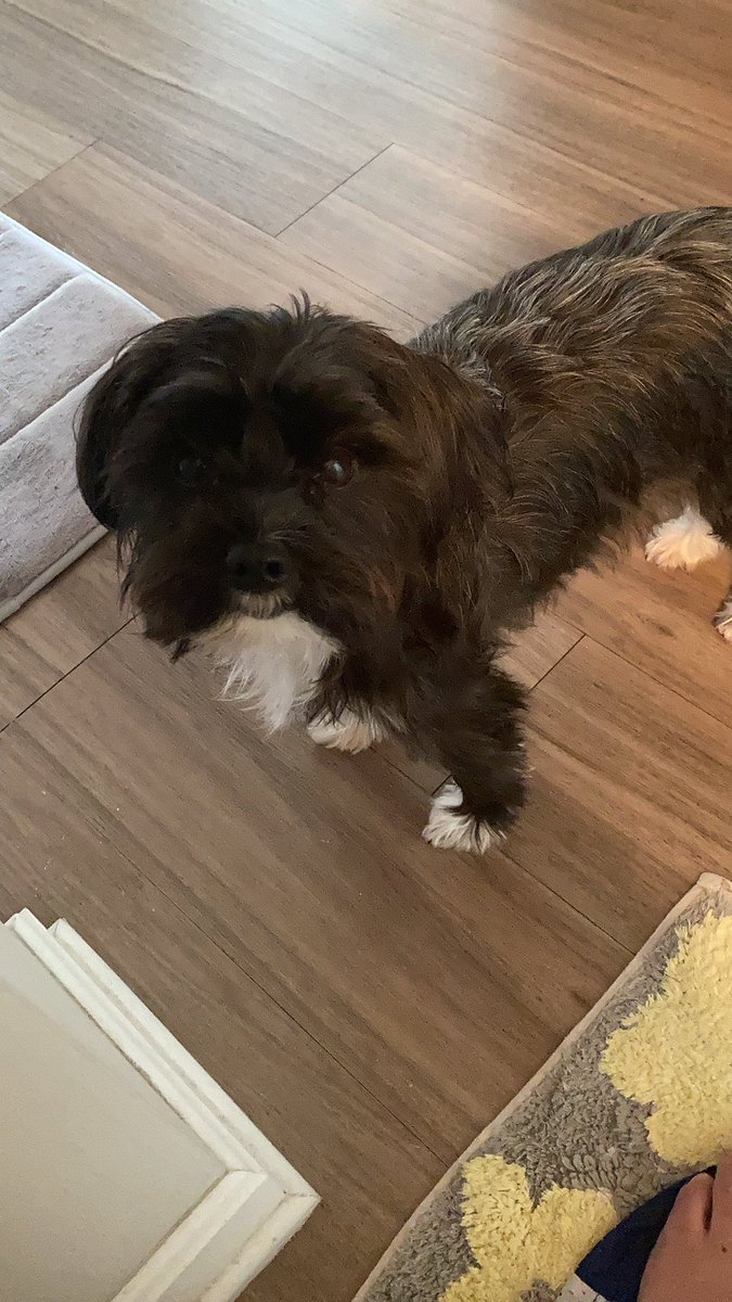 CrewPup96's tweet photo. It’s Match day dad. Get off the toilet ...I have to poop too #CrewPup #Crew96 https://t.co/vCfWisAzYp
