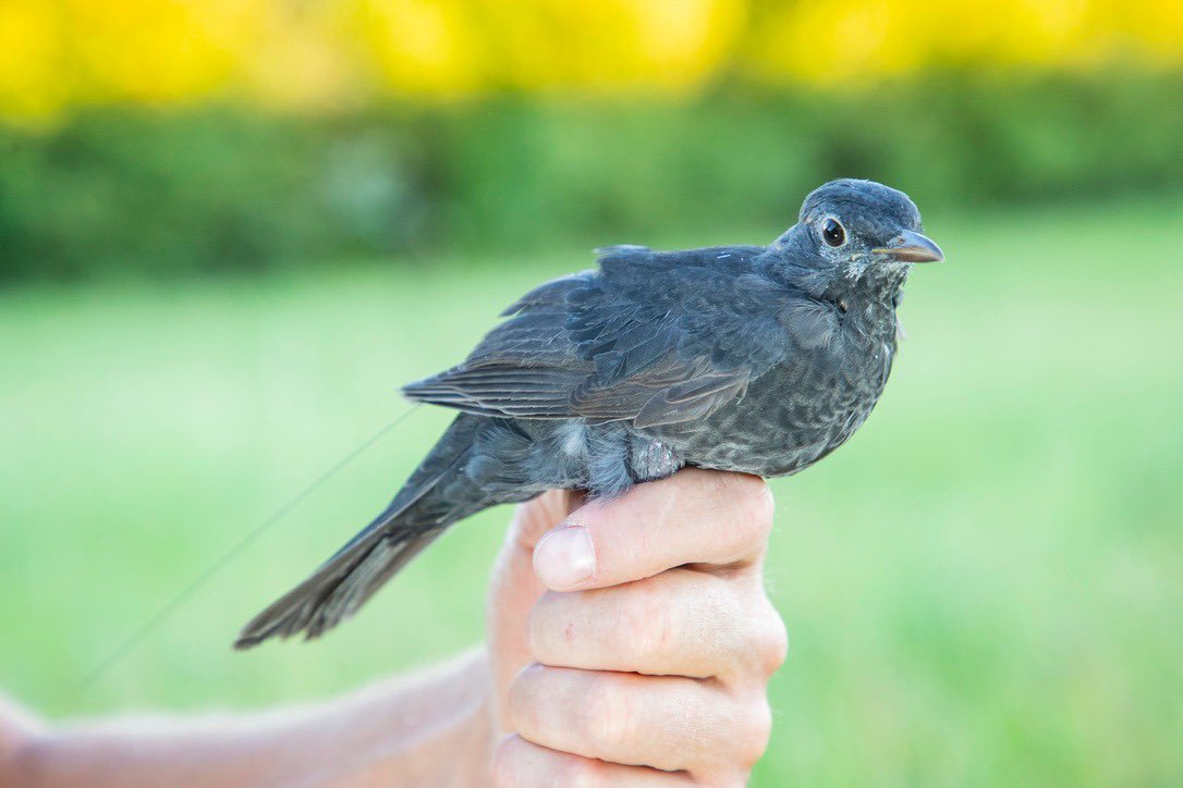 Migration Dept., Max Planck Inst. Animal Behavior tweet media